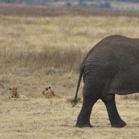 Lions and Elephants