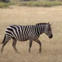 Zebra
