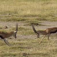 Antilopes