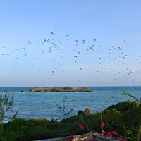 Birds above the island